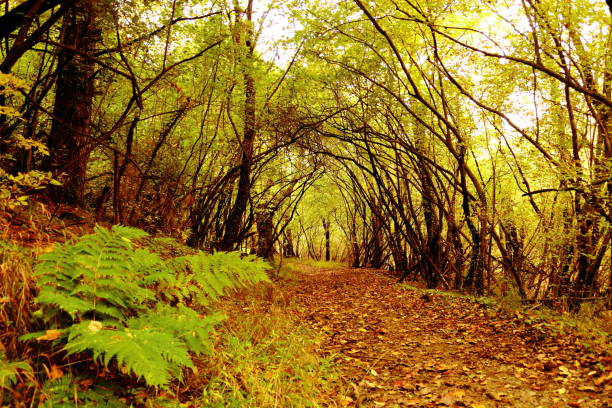 Dachigam National Park