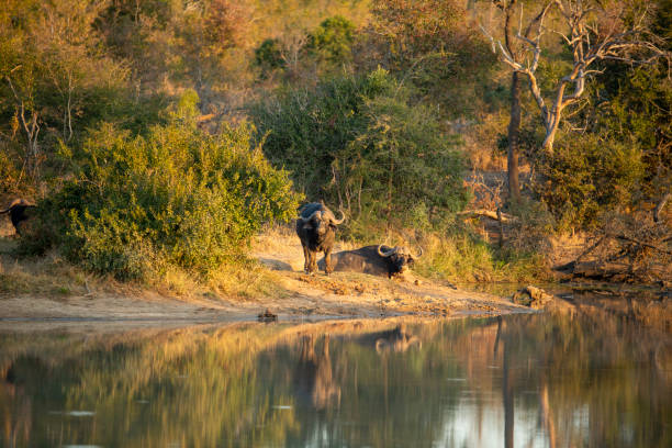 Rajaji National Park