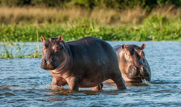 hippos